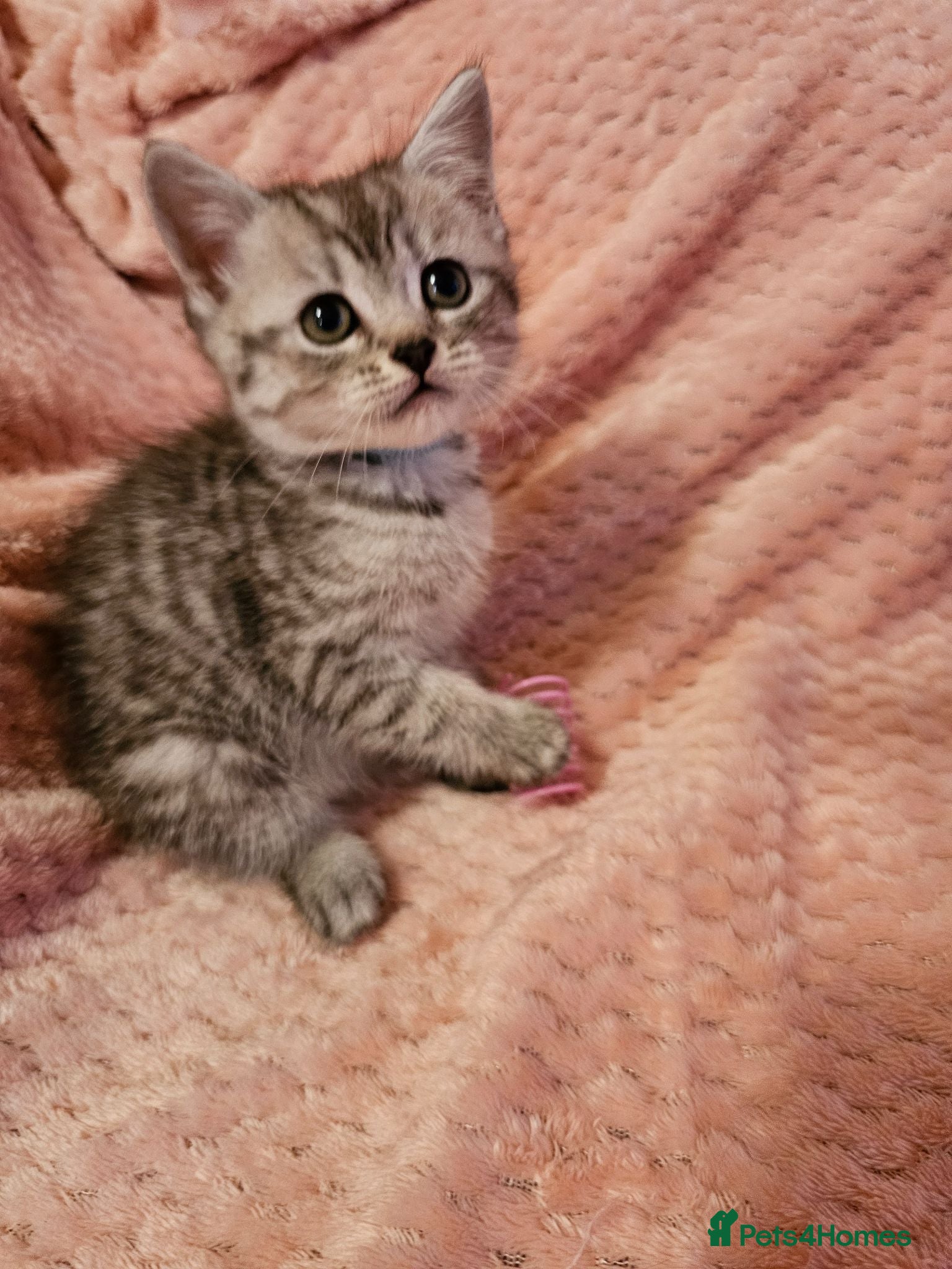Mixed Breed cats Persian cross kittens x 5 - Advert 15