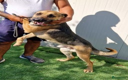 Mixed Breed dogs for adoption: 🐾 Billy–gentle shepherd boy with golden heart 🐾 - Image 3