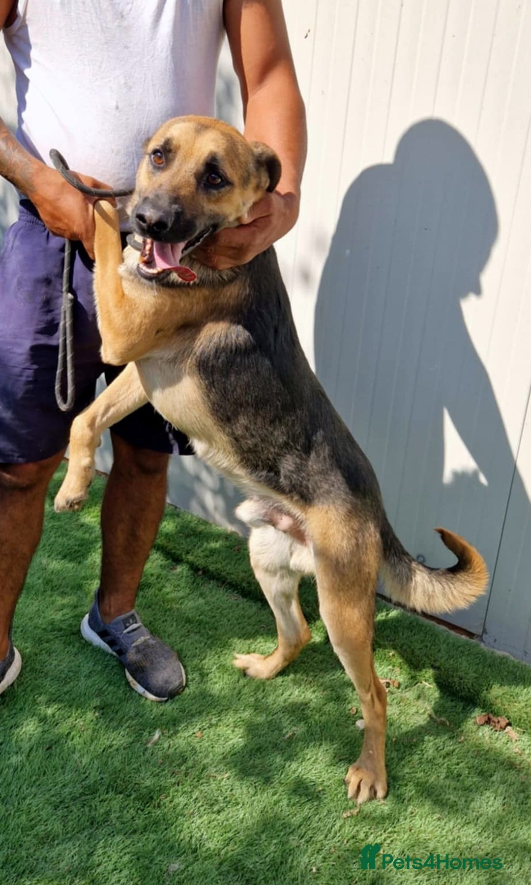 Mixed Breed dogs for adoption: 🐾 Billy–gentle shepherd boy with golden heart 🐾 - Image 3