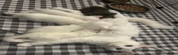 Turkish Angora cats for sale: 5 Beautiful Turkish Angora Kittens - Advert 4