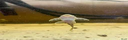 Plecos fish for sale: L134 leopard frog pleco - Advert 1