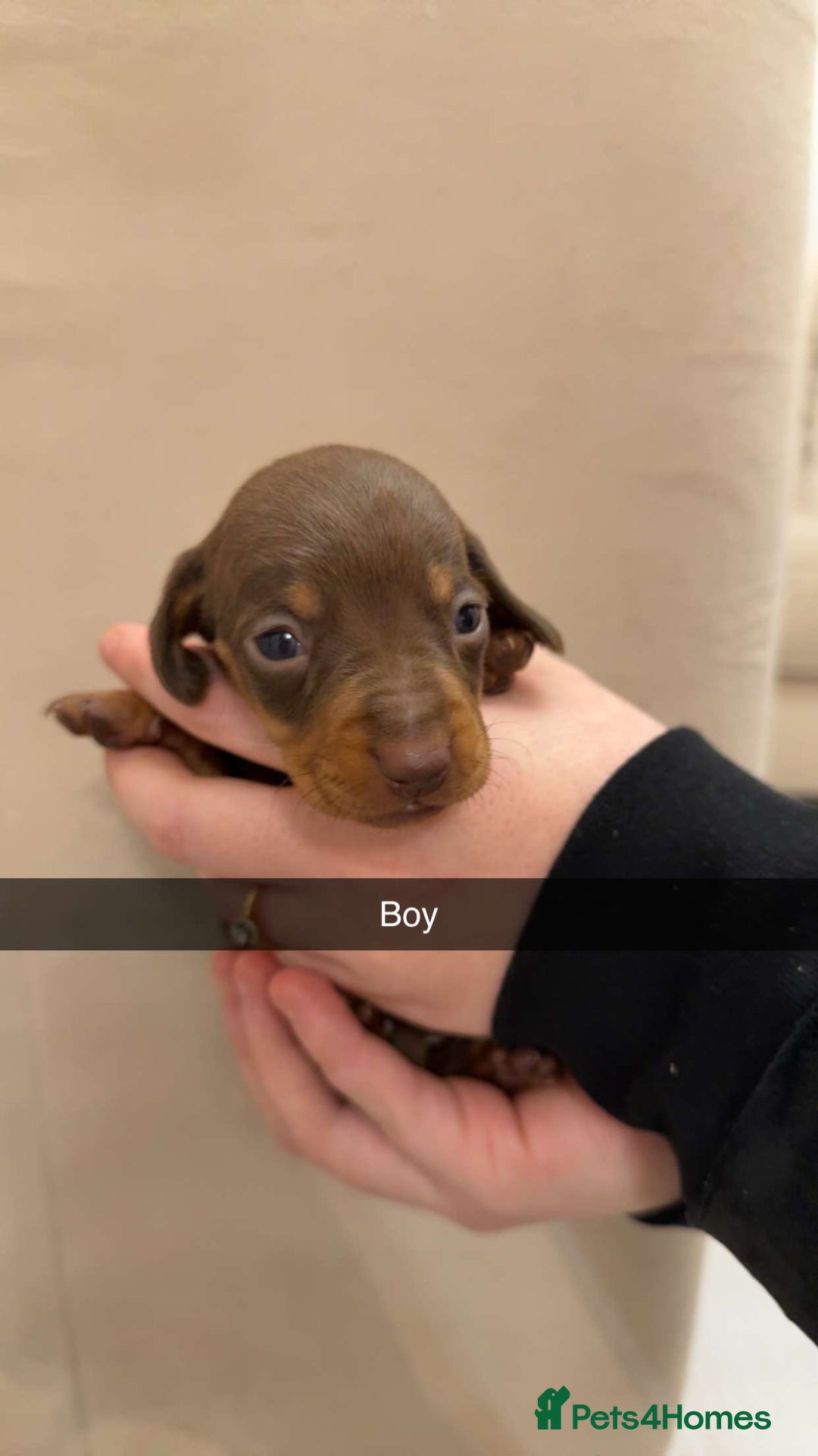 Miniature Dachshund dogs for sale: Miniature dachshund puppies - Advert 8