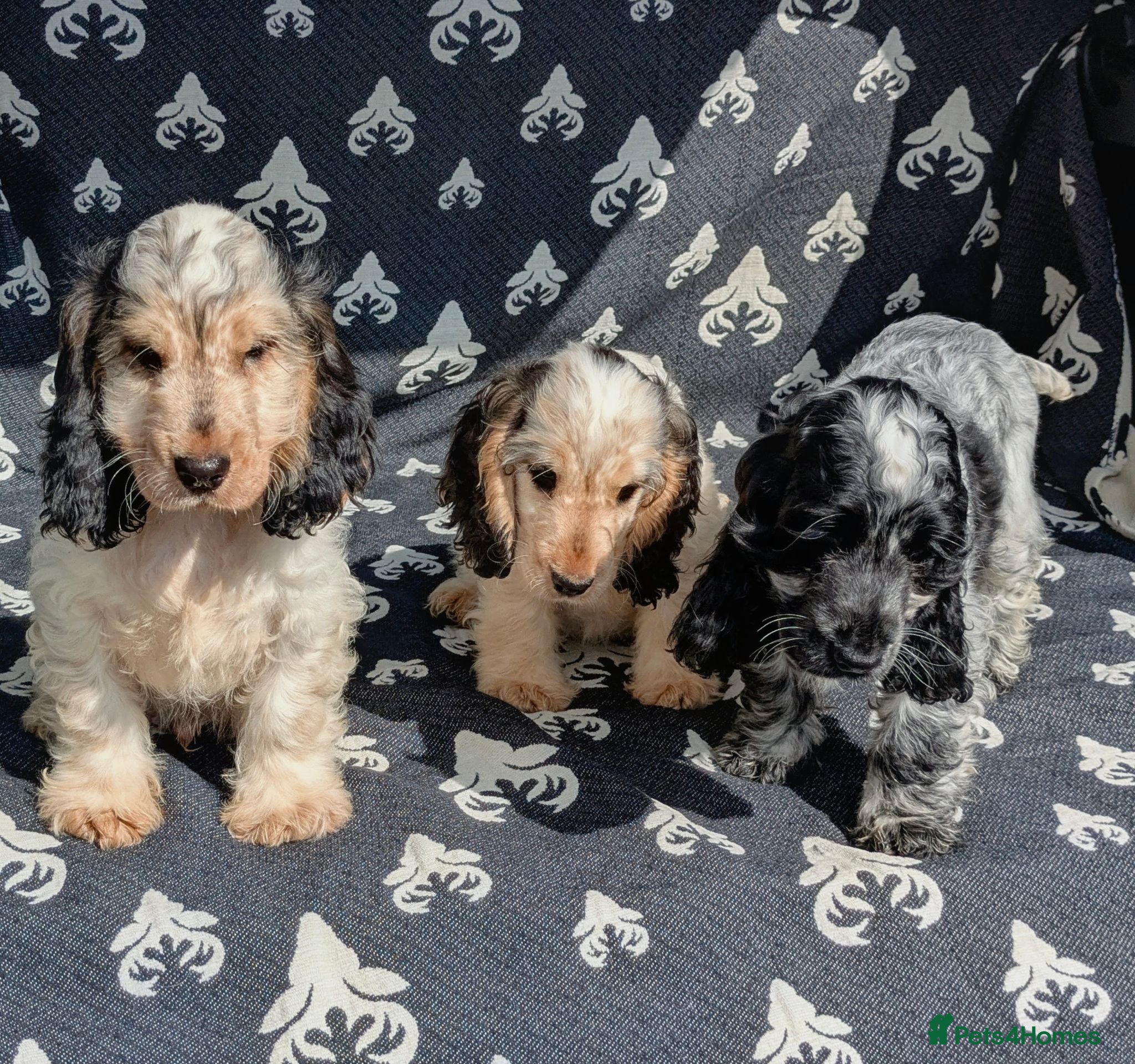 Cocker Spaniel dogs for sale: Beautiful KC Registered Show Cocker Puppies - Advert 1