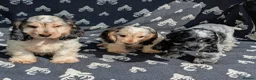 Cocker Spaniel dogs for sale: Beautiful KC Registered Show Cocker Puppies - Advert 1