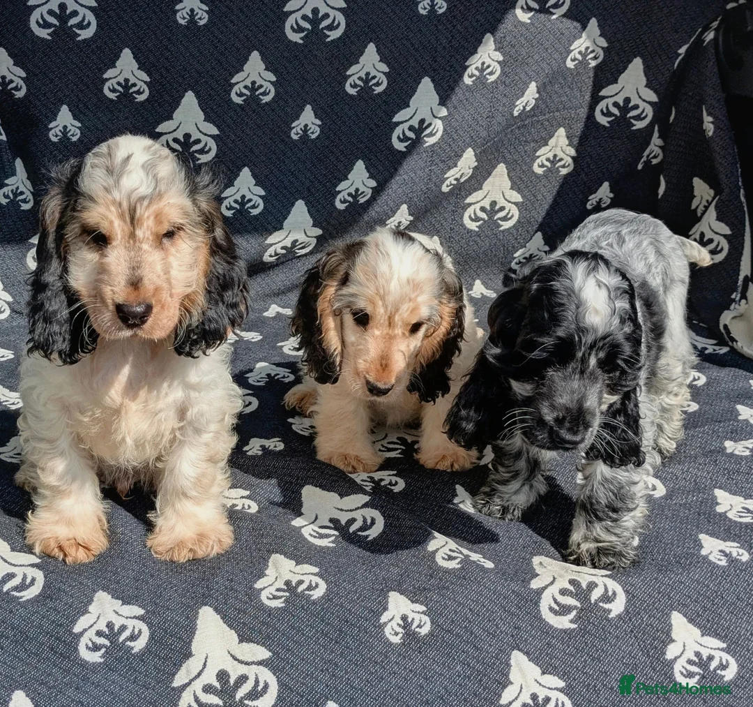 Cocker Spaniel dogs for sale: Beautiful KC Registered Show Cocker Puppies - Advert 1