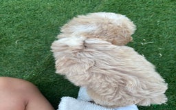 Cockapoo dogs for sale: F2  cockapoo puppies  - Image 16