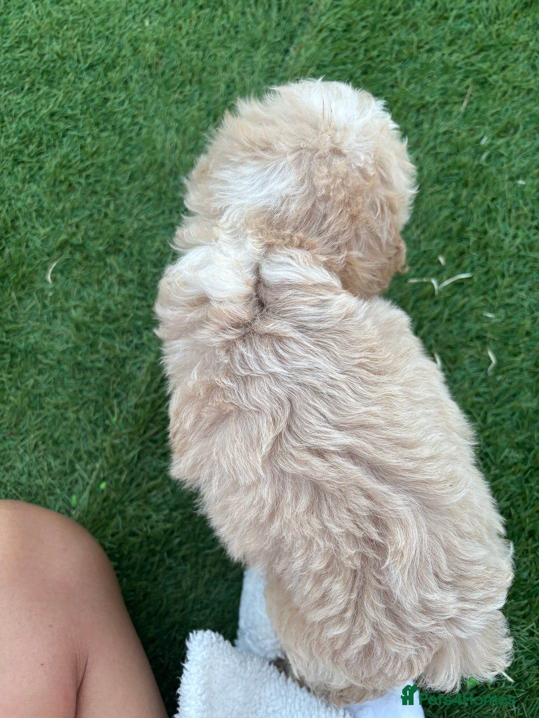 Cockapoo dogs for sale: F2  cockapoo puppies  - Image 16