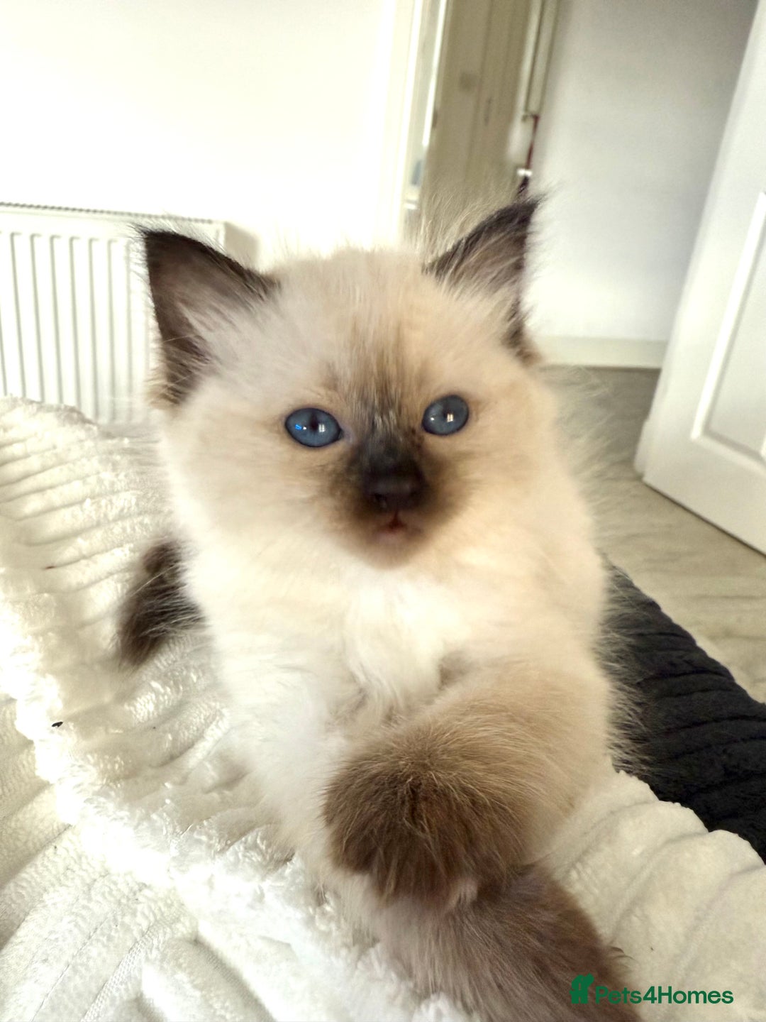 Ragdoll cats for sale: Beautiful purebred Ragdoll kittens  - Image 3