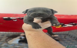 Staffordshire Bull Terrier dogs for sale: Staffordshire bull terriers  - Image 7