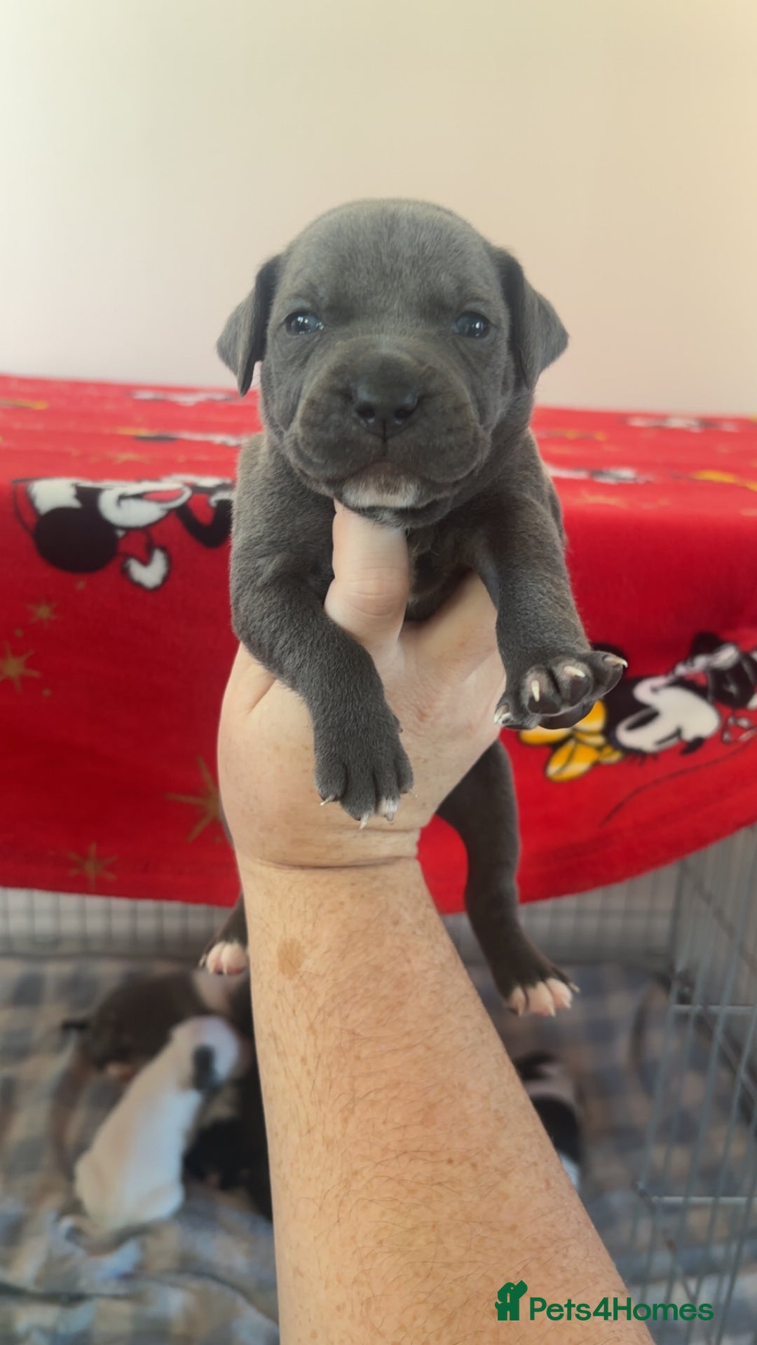 Staffordshire Bull Terrier dogs for sale: Staffordshire bull terriers  - Image 7