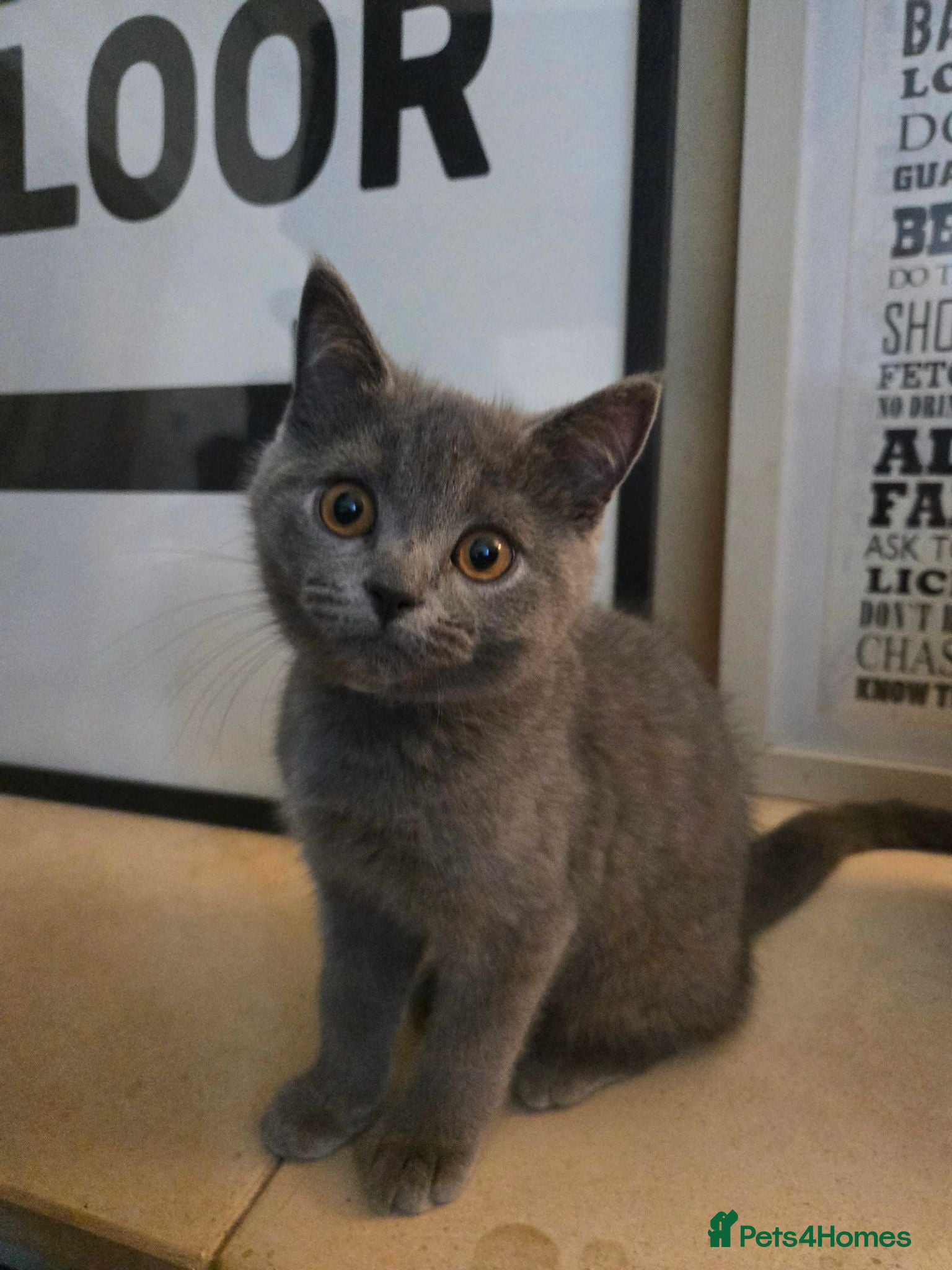 British Shorthair cats British Shorthair Kittens - 2 left! - Advert 1