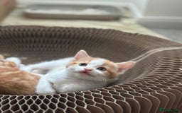 Mixed Breed cats for sale: Beautiful bundles of fun - Image 4