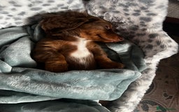 Miniature Dachshund dogs for sale:  KcReg Long Haired Miniature Dachshund Dapper  - Image 12