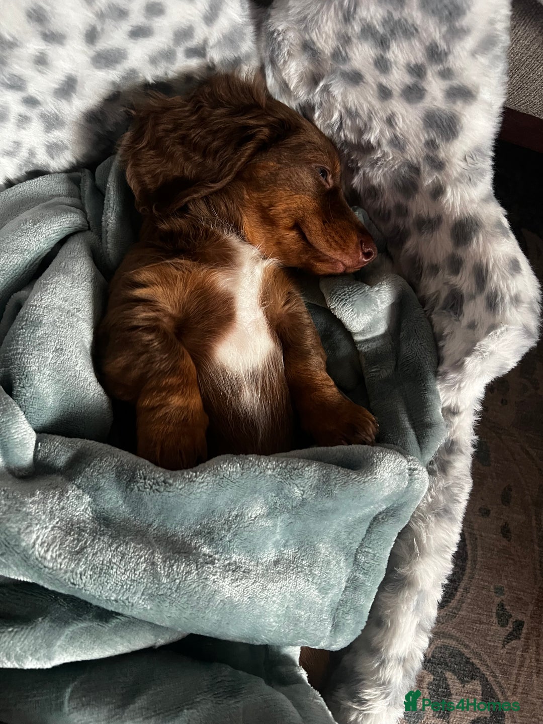 Miniature Dachshund dogs for sale:  KcReg Long Haired Miniature Dachshund Dapper  - Image 12