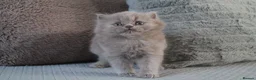 British Shorthair cats for sale: TICA British Shorthair & Longhair Kittens  - Advert 6