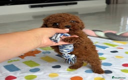 Toy Poodle dogs for sale: Red toy poodle puppies  - Image 5