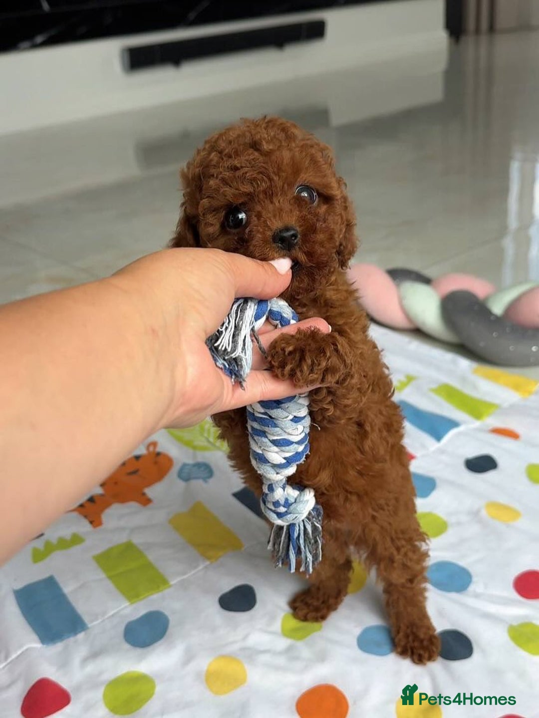 Toy Poodle dogs for sale: Red toy poodle puppies  - Image 5