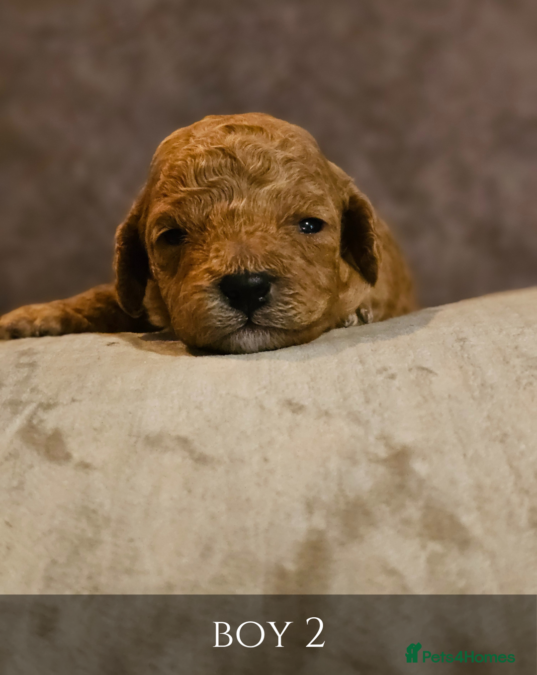 Cavapoo dogs for sale: 5 Beautiful Deep Red Cavapoo Pups - Advert 16