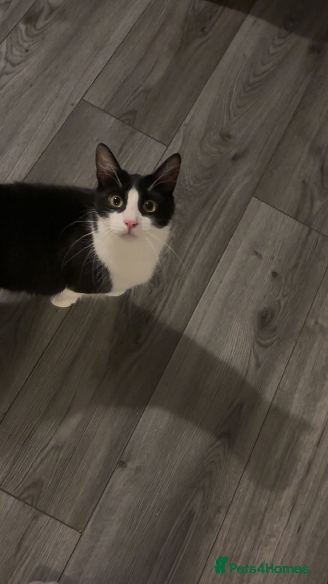 Mixed Breed cats for sale: Make castrated cat - Advert 3