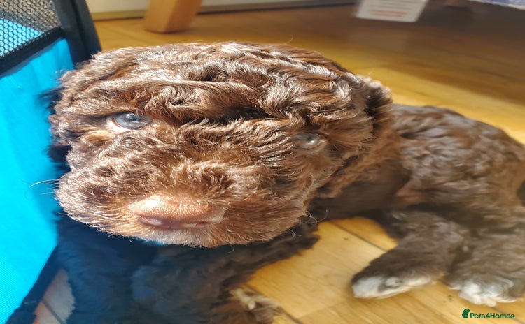 Cockapoo dogs - Advert 11