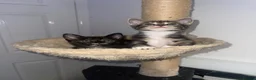 Mixed Breed cats for sale: Female kittens for sale  - Advert 9
