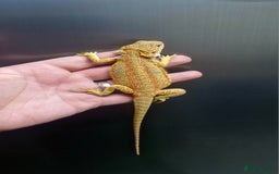 Bearded Dragon reptiles for sale: Bearded dragon Holdback release at HT exotics! - Image 15