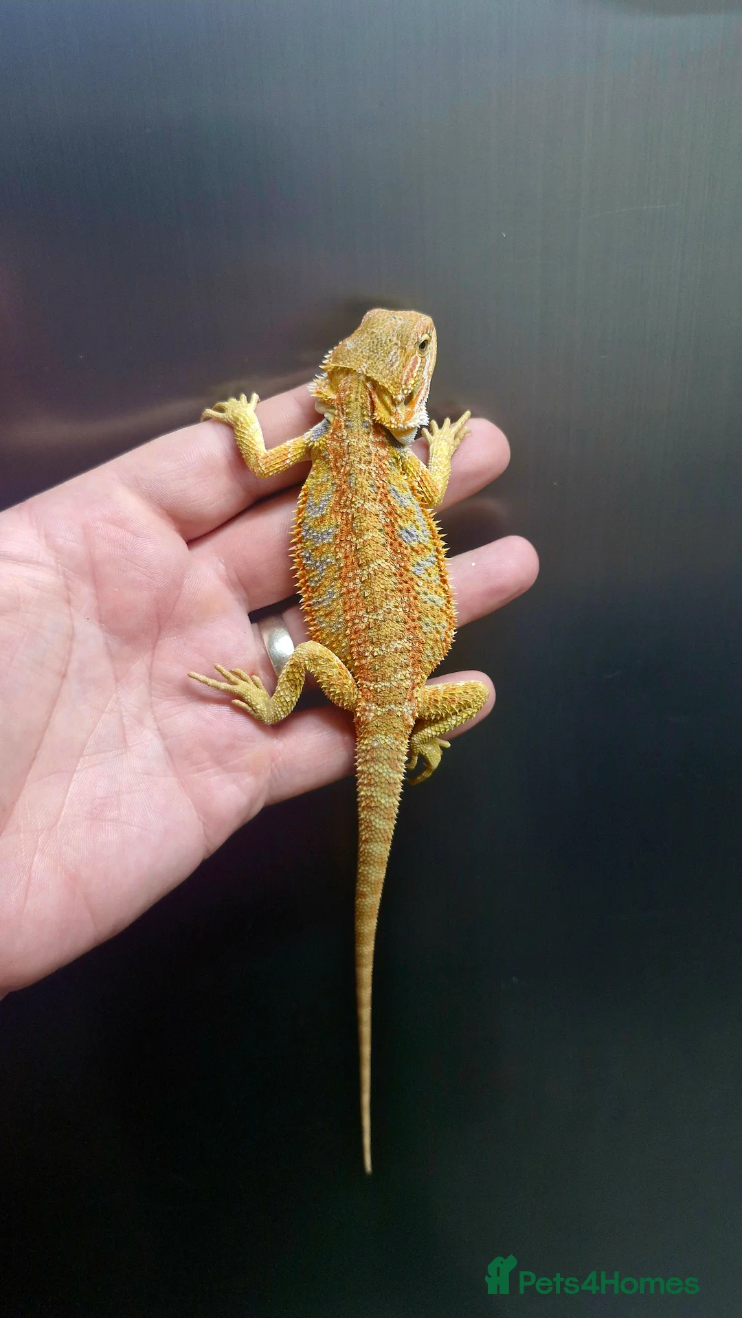 Bearded Dragon reptiles for sale: Bearded dragon Holdback release at HT exotics! - Advert 18