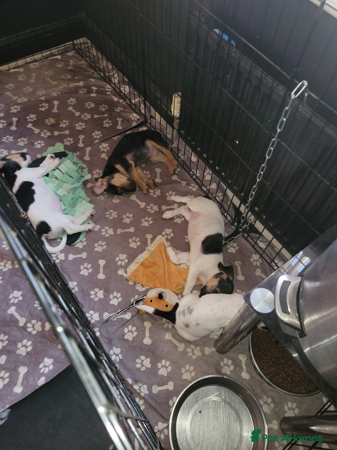 Jack Chi dogs for sale: Beautiful Jack Chi Puppies - Advert 2