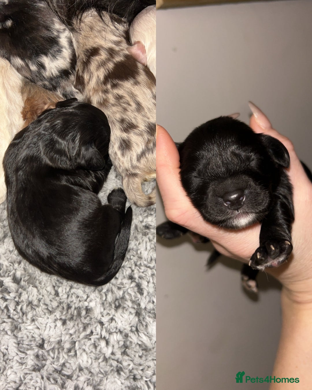 Cockapoo dogs for sale: Beautiful F2s Cockapoo puppies 🏡🐶  - Advert 7