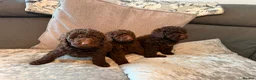 Cockapoo dogs for sale: Cockapoo F1B - Advert 18