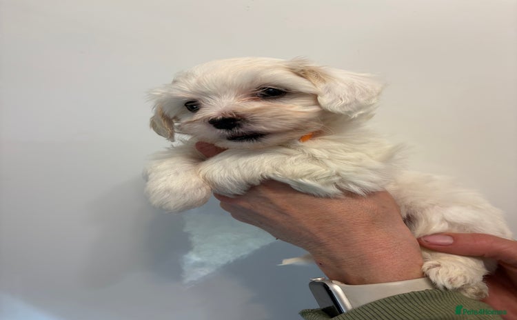 Maltipoo dogs - Advert 4