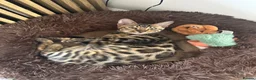 Bengal cats for sale: Female Bengal Kitten for rehoming - Advert 3