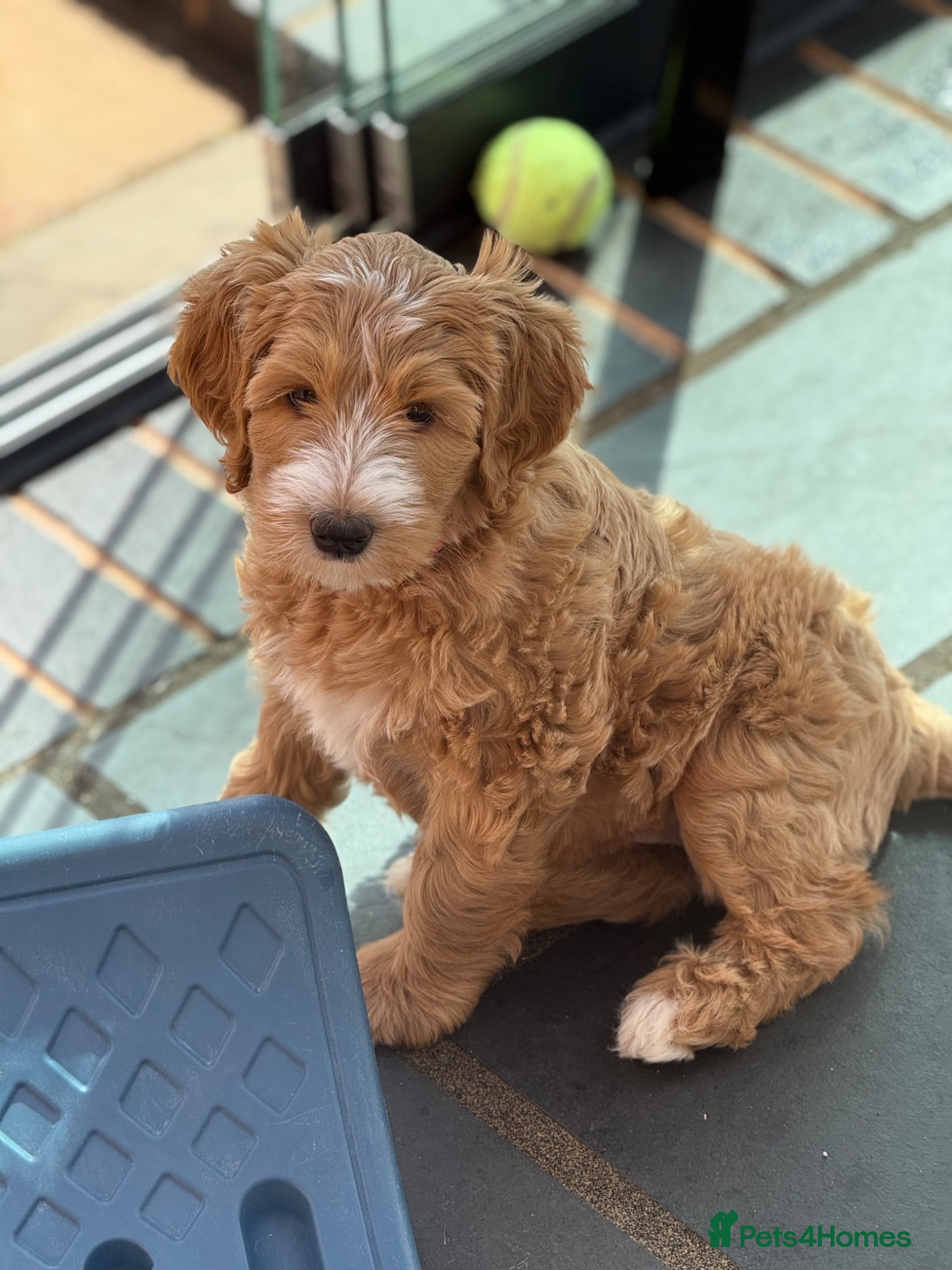 Australian Labradoodle dogs Doodle Bonkers - Advert 2