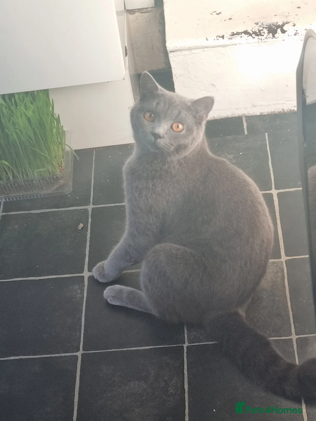 Mixed Breed cats for sale: Scottish, British and American short-haired  - Advert 2