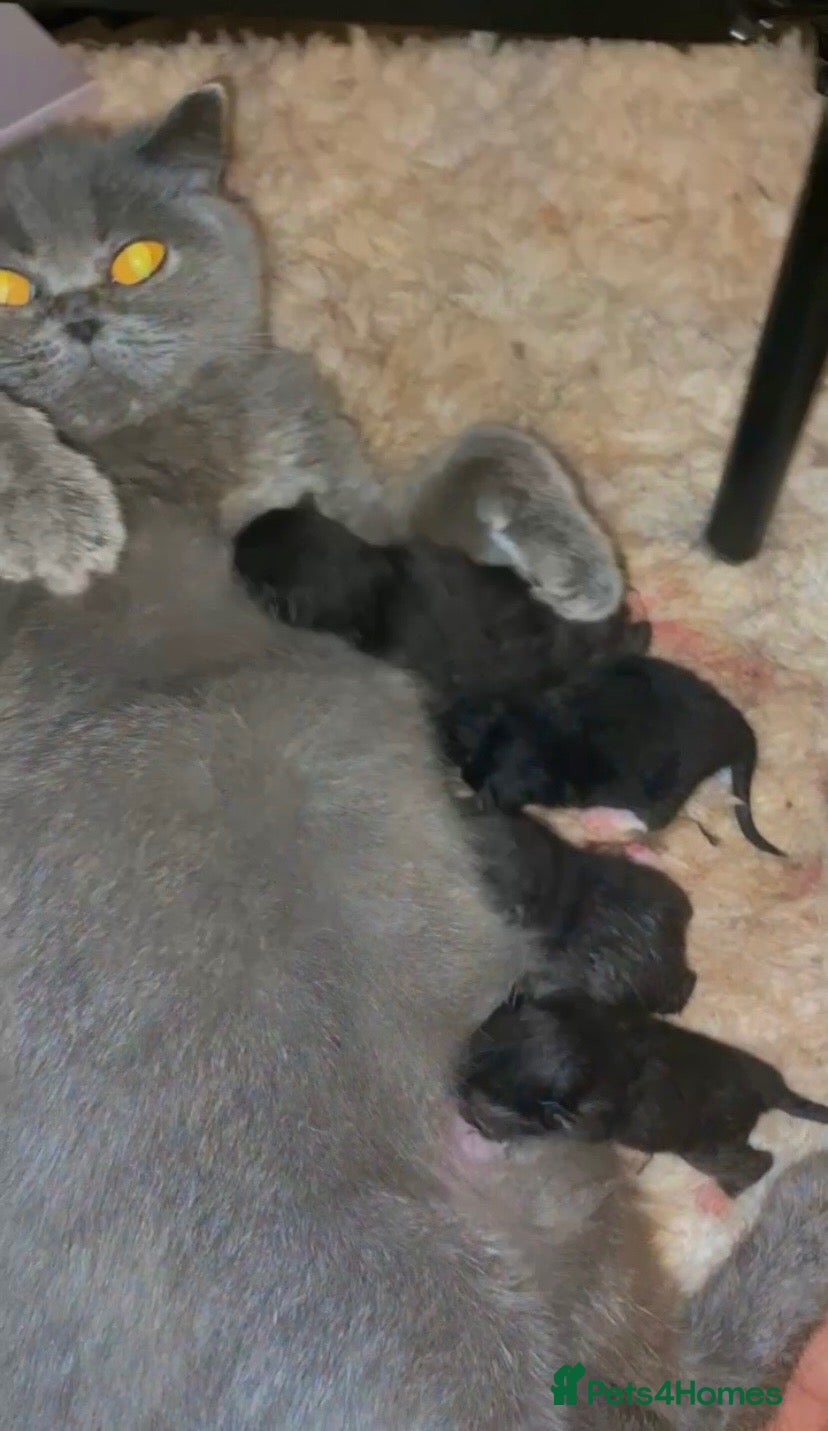 Mixed Breed cats BSH Mixed Breed kittens - Advert 7