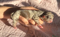 Chihuahua dogs for sale: Chocolate Merle Longhair Chihuahua,1boy 1girl left - Image 5
