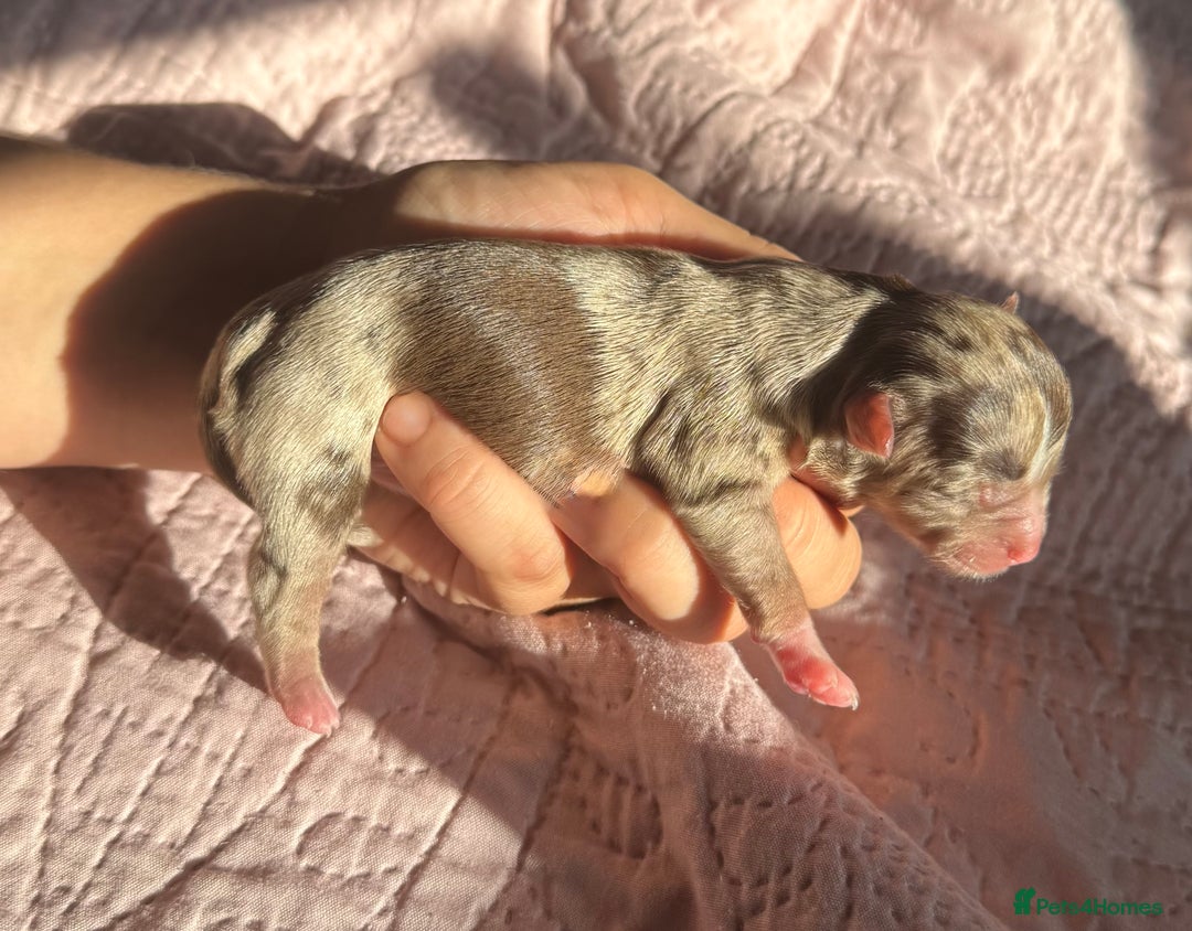 Chihuahua dogs for sale: Chocolate Merle Longhair Chihuahua,1boy 1girl left - Image 5