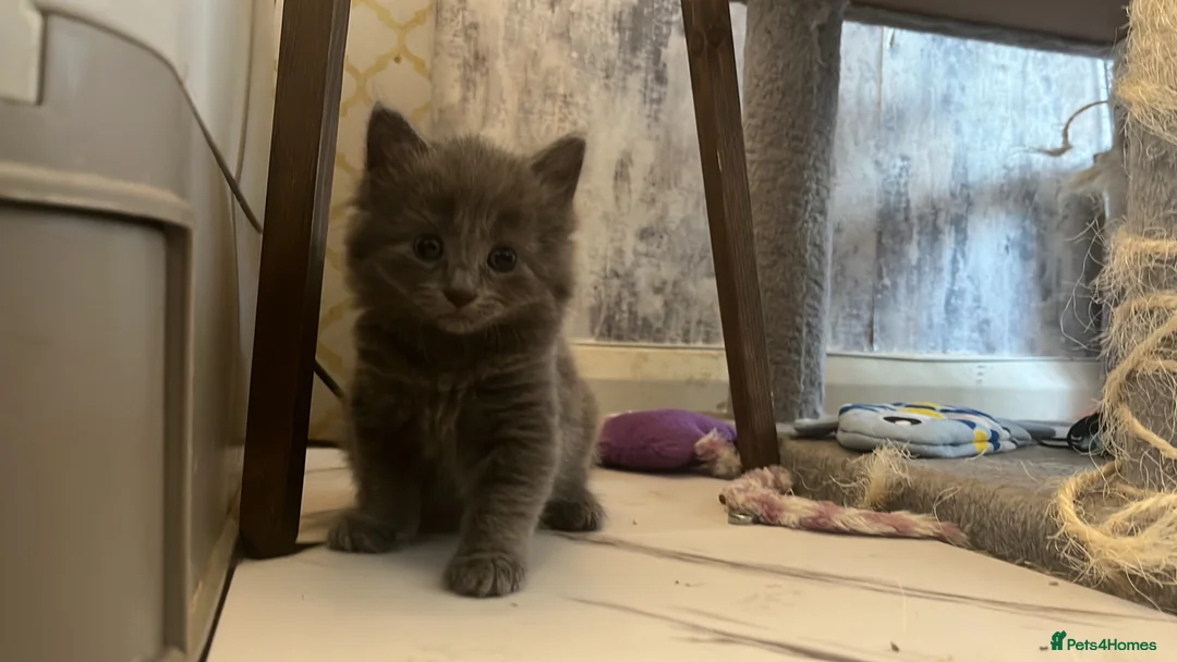 Mixed Breed cats for sale: Three gorgeous fluffy girls  in Southampton - Advert 2