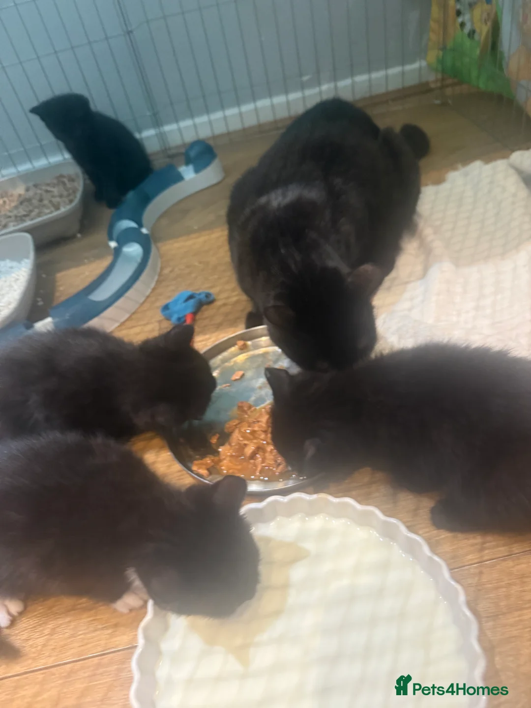 Mixed Breed cats for sale: 5 adorable kittens for sale! - Advert 11