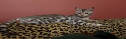 Bengal cats for sale: Beautiful Bengal girl looking for forever home - Advert 8