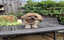 Shihpoo dogs for sale: F2 shihpoo puppies. - Image 22