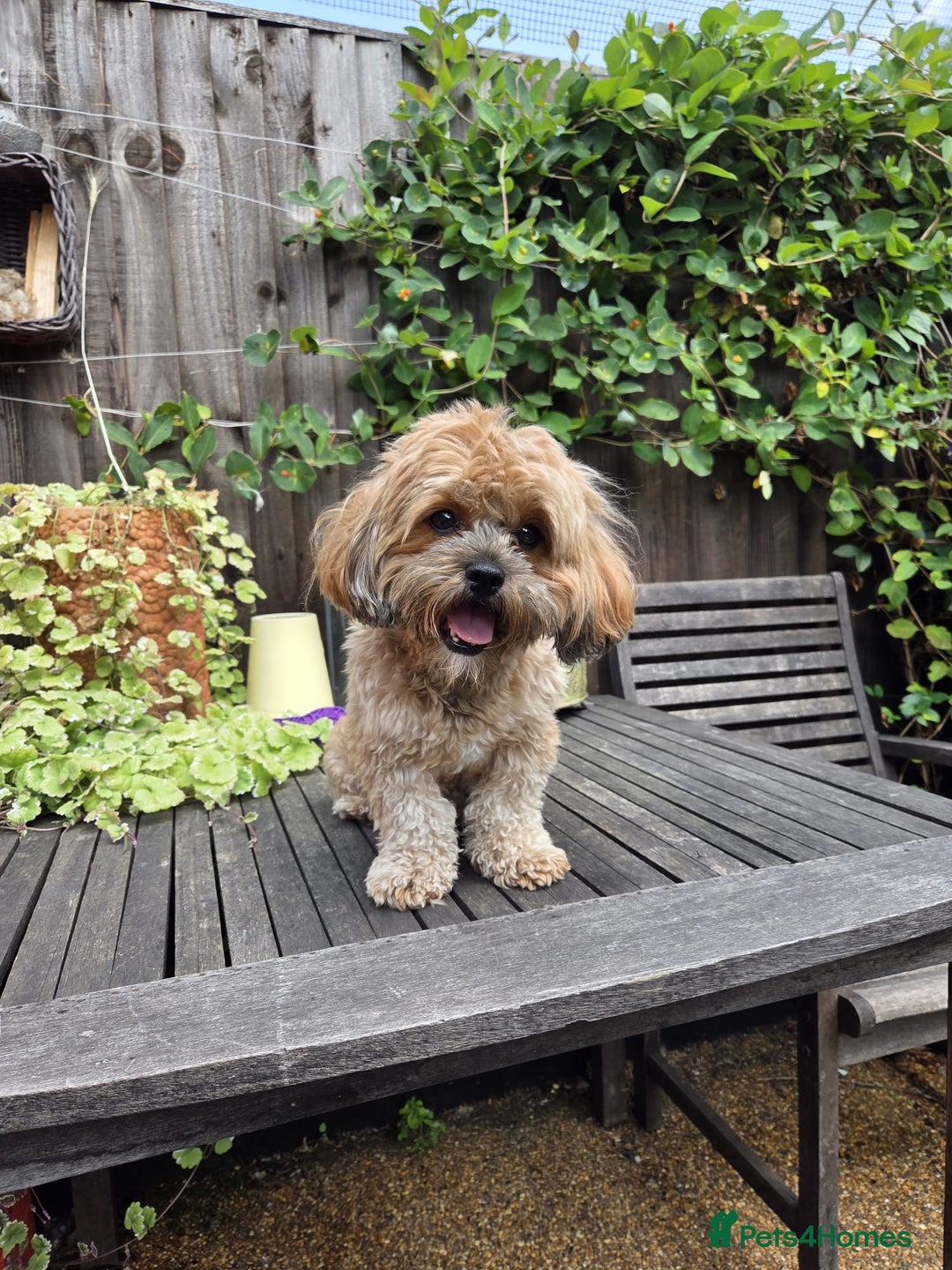 Shihpoo dogs for sale: F2 shihpoo puppies. - Image 22