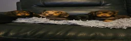 Miniature Dachshund dogs for sale: 4 beautiful longhaired babies - Advert 16