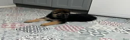German Shepherd dogs for sale: Pure German Shepherd puppies  - Advert 8
