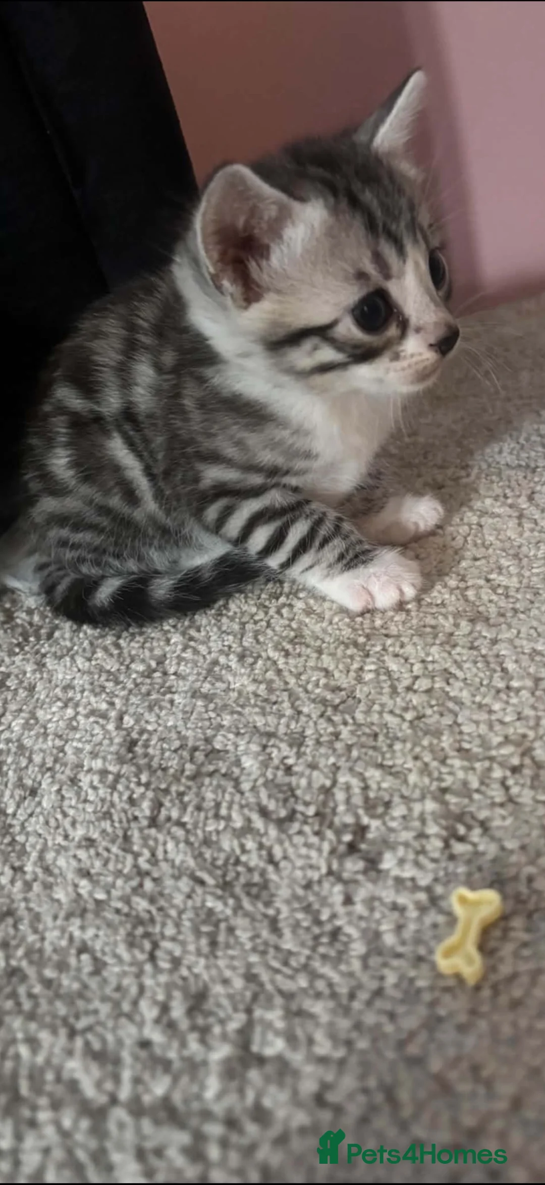 Mixed Breed cats for sale: Bengal kittens - Advert 8