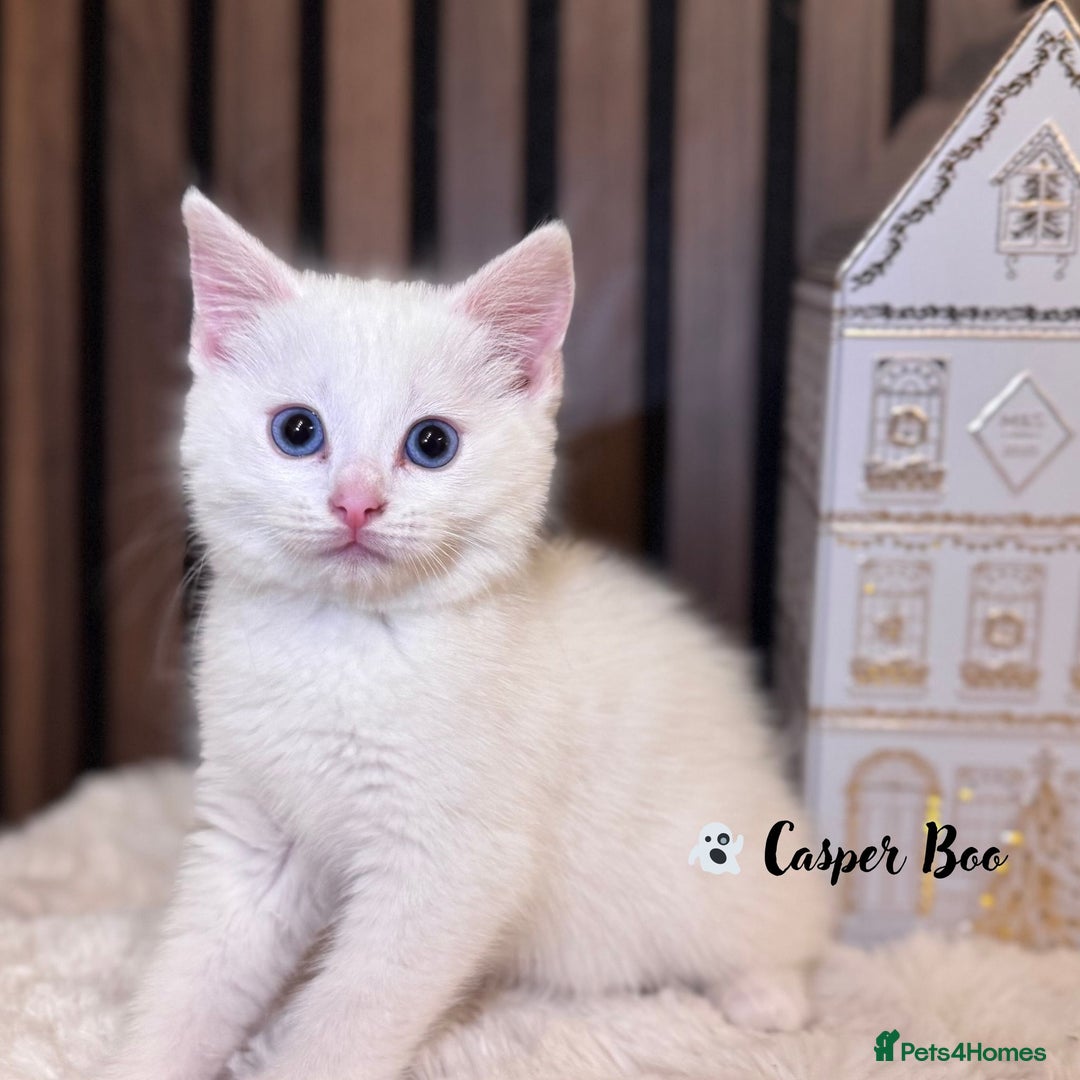 British Shorthair cats for sale: 🎃The Jack Frost Litter–Frost & Pumpkin Whiskers❄️ - Image 10