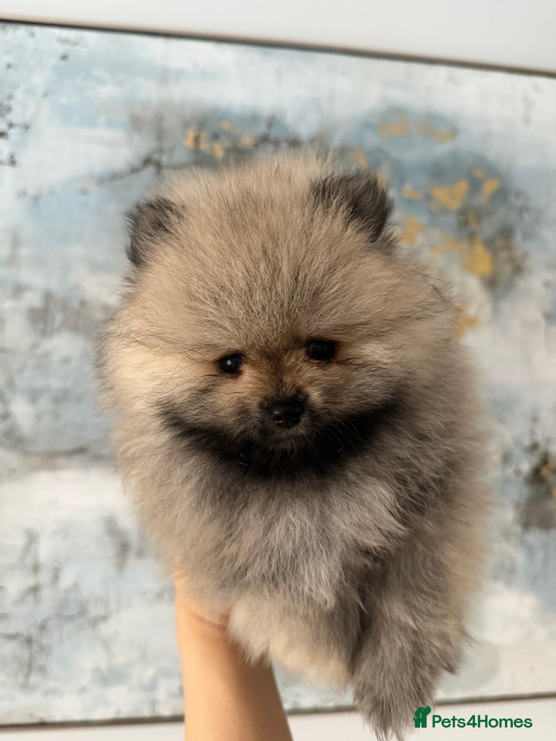 Pomeranian dogs for sale: KC Registered Pomeranian Puppies - Advert 14