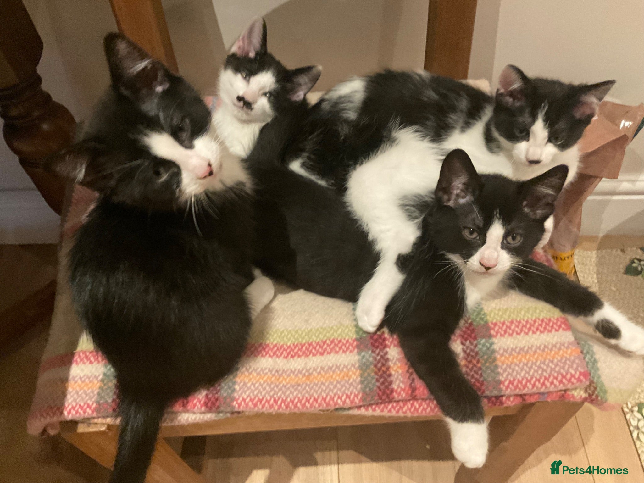 Domestic Shorthair cats Beautiful kittens ready now - Advert 2