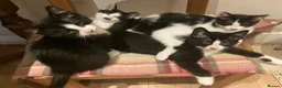 Domestic Shorthair cats for sale: Beautiful kittens ready now - Advert 2