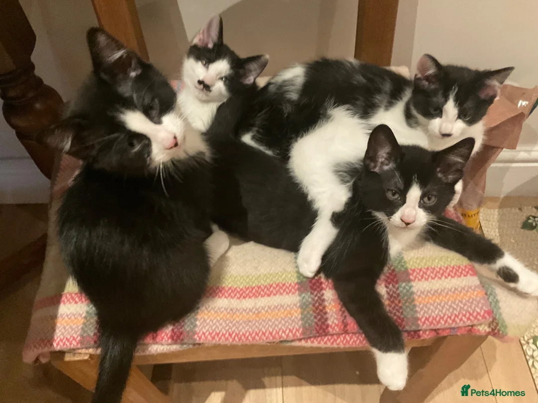 Domestic Shorthair cats for sale: Beautiful kittens ready now - Advert 2